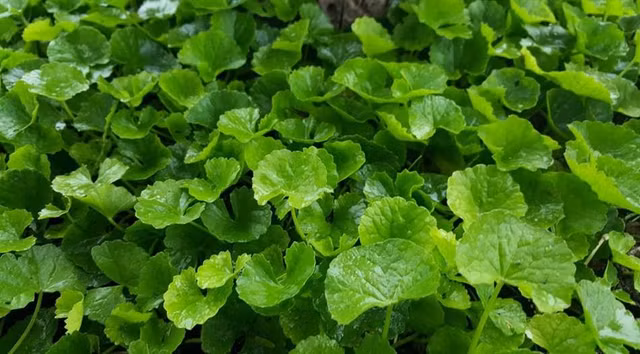 Dau hieu va cach chua bang phuong phap dan gian cuc don gian benh cam nang-Hinh-9