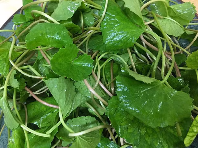 Dau hieu va cach chua bang phuong phap dan gian cuc don gian benh cam nang-Hinh-10