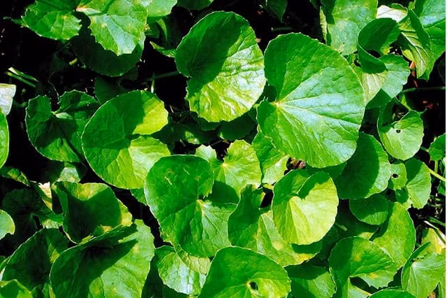 Dau hieu va cach chua bang phuong phap dan gian cuc don gian benh cam nang-Hinh-8