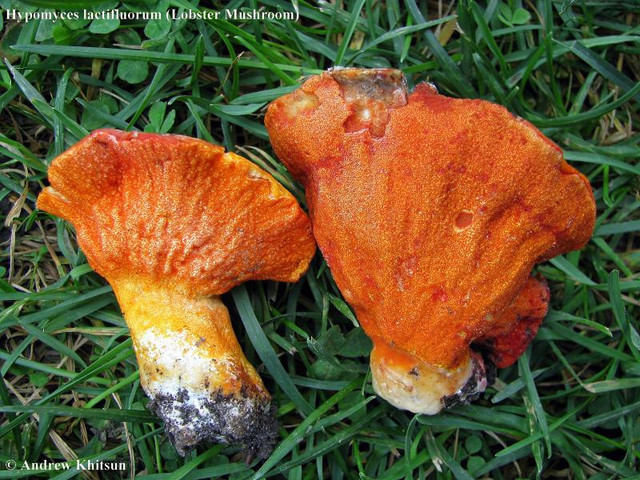 Kham pha loai nam co mui vi giong tom hum, trieu nguoi me man-Hinh-3