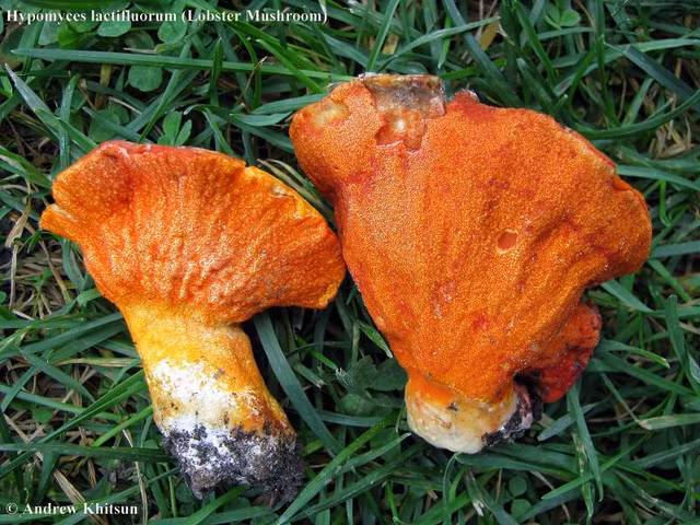 Kham pha loai nam co mui vi giong tom hum, trieu nguoi me man-Hinh-3