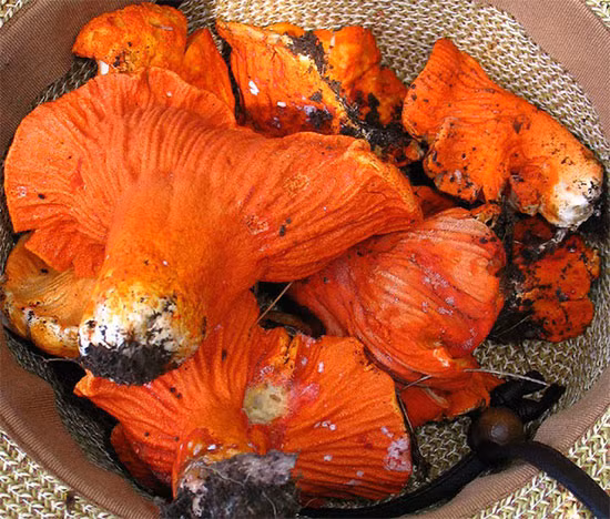 Kham pha loai nam co mui vi giong tom hum, trieu nguoi me man