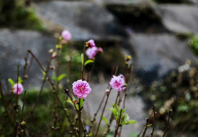 Đào nở sớm, người dân rủ nhau mua về chơi Tết Dương lịch - Hình 15 Dao no som, nguoi dan ru nhau mua ve choi Tet Duong lich-Hinh-15