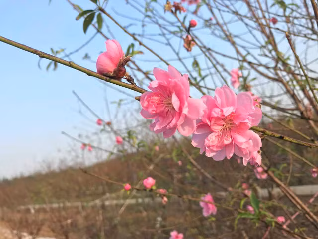 Dao no som, nguoi dan ru nhau mua ve choi Tet Duong lich-Hinh-11
