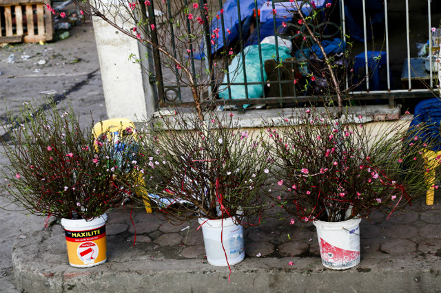 Đào nở sớm, người dân rủ nhau mua về chơi Tết Dương lịch - Hình 7 Dao no som, nguoi dan ru nhau mua ve choi Tet Duong lich-Hinh-7
