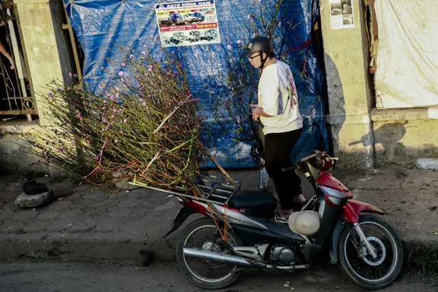 Đào nở sớm, người dân rủ nhau mua về chơi Tết Dương lịch - Hình 4 Dao no som, nguoi dan ru nhau mua ve choi Tet Duong lich-Hinh-4