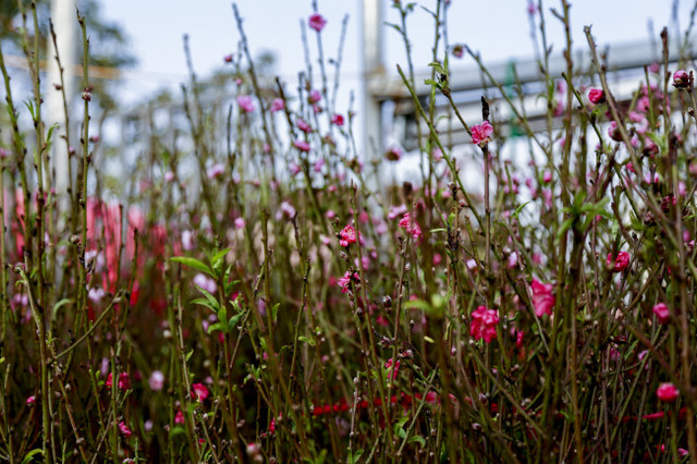 Đào nở sớm, người dân rủ nhau mua về chơi Tết Dương lịch - Hình 2 Dao no som, nguoi dan ru nhau mua ve choi Tet Duong lich-Hinh-2