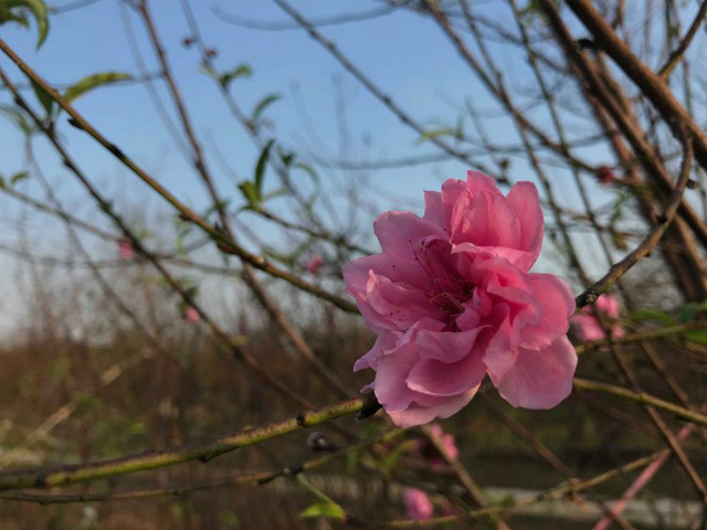 Đào nở sớm, người dân rủ nhau mua về chơi Tết Dương lịch - Hình 14 Dao no som, nguoi dan ru nhau mua ve choi Tet Duong lich-Hinh-14