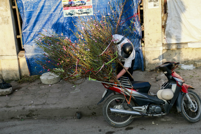 Đào nở sớm, người dân rủ nhau mua về chơi Tết Dương lịch - Hình 5 Dao no som, nguoi dan ru nhau mua ve choi Tet Duong lich-Hinh-5