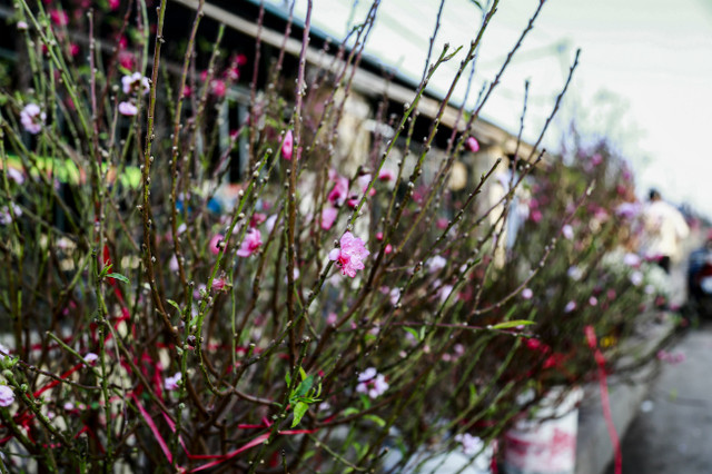 Đào nở sớm, người dân rủ nhau mua về chơi Tết Dương lịch - Hình 10 Dao no som, nguoi dan ru nhau mua ve choi Tet Duong lich-Hinh-10