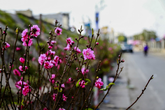 Đào nở sớm, người dân rủ nhau mua về chơi Tết Dương lịch - Hình 3 Dao no som, nguoi dan ru nhau mua ve choi Tet Duong lich-Hinh-3