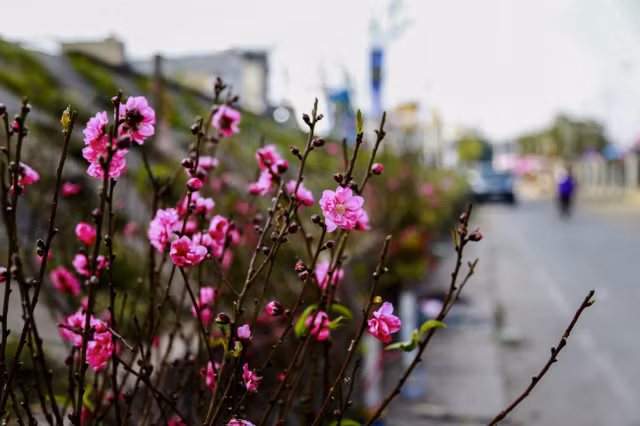 Dao no som, nguoi dan ru nhau mua ve choi Tet Duong lich-Hinh-3