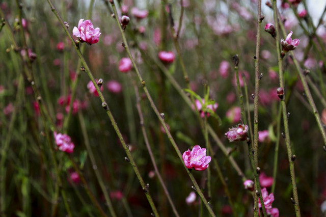 Đào nở sớm, người dân rủ nhau mua về chơi Tết Dương lịch - Hình 12 Dao no som, nguoi dan ru nhau mua ve choi Tet Duong lich-Hinh-12