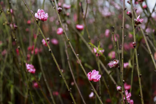 Dao no som, nguoi dan ru nhau mua ve choi Tet Duong lich-Hinh-12