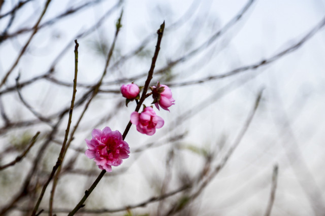 Đào nở sớm, người dân rủ nhau mua về chơi Tết Dương lịch - Hình 13 Dao no som, nguoi dan ru nhau mua ve choi Tet Duong lich-Hinh-13