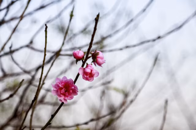 Dao no som, nguoi dan ru nhau mua ve choi Tet Duong lich-Hinh-13