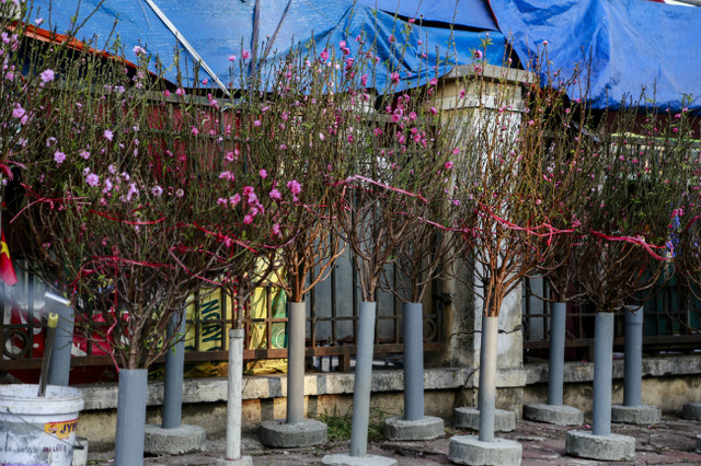 Đào nở sớm, người dân rủ nhau mua về chơi Tết Dương lịch Dao no som, nguoi dan ru nhau mua ve choi Tet Duong lich