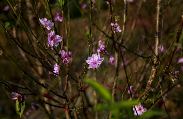Đào nở sớm, người dân rủ nhau mua về chơi Tết Dương lịch - Hình 17 Dao no som, nguoi dan ru nhau mua ve choi Tet Duong lich-Hinh-17