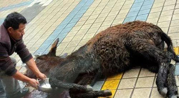 Lừa "tùng xẻo", món ăn kinh dị nghe tên đã rùng mình - Hình 6 Lua