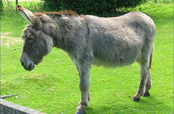 Lừa "tùng xẻo", món ăn kinh dị nghe tên đã rùng mình - Hình 10 Lua