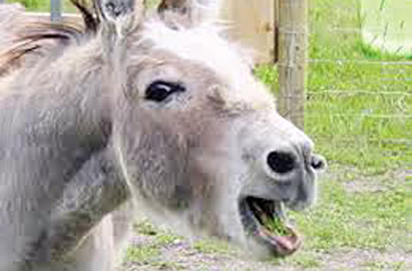 Lừa "tùng xẻo", món ăn kinh dị nghe tên đã rùng mình - Hình 9 Lua