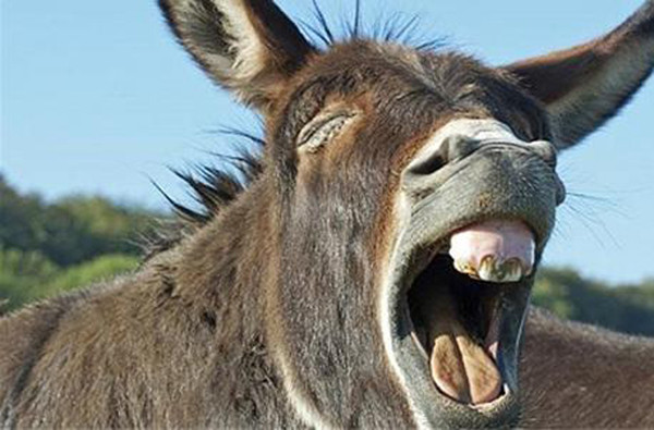 Lừa "tùng xẻo", món ăn kinh dị nghe tên đã rùng mình - Hình 11 Lua