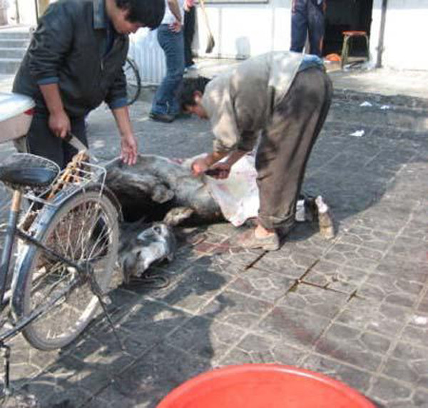 Lừa "tùng xẻo", món ăn kinh dị nghe tên đã rùng mình - Hình 7 Lua