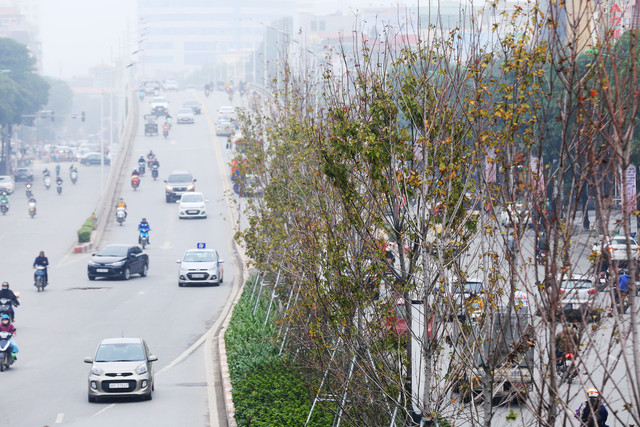 Ảnh: Phong lá đỏ ở Hà Nội "trơ xương" sau thời kì rụng lá - Hình 4 Anh: Phong la do o Ha Noi