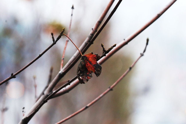 Ảnh: Phong lá đỏ ở Hà Nội "trơ xương" sau thời kì rụng lá - Hình 12 Anh: Phong la do o Ha Noi