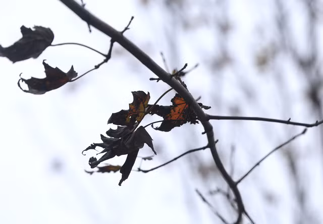 Anh: Phong la do o Ha Noi 