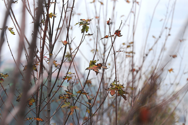 Ảnh: Phong lá đỏ ở Hà Nội "trơ xương" sau thời kì rụng lá - Hình 8 Anh: Phong la do o Ha Noi