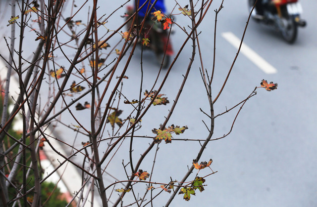 Ảnh: Phong lá đỏ ở Hà Nội "trơ xương" sau thời kì rụng lá - Hình 9 Anh: Phong la do o Ha Noi
