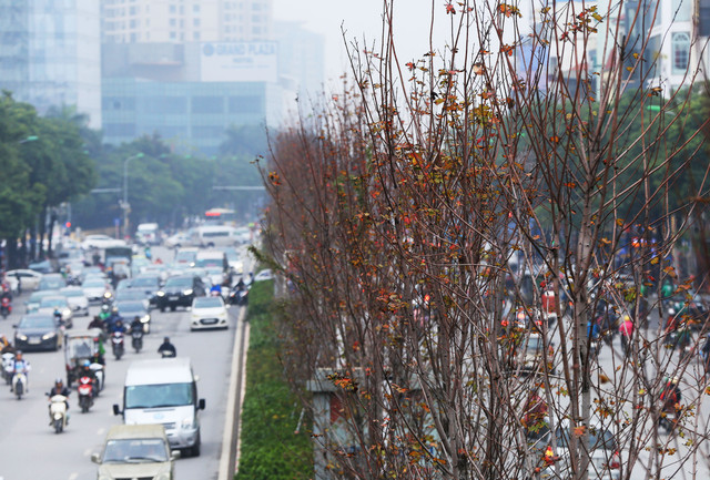 Ảnh: Phong lá đỏ ở Hà Nội "trơ xương" sau thời kì rụng lá - Hình 3 Anh: Phong la do o Ha Noi