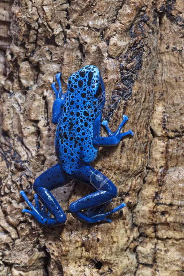 Dong vat ne doc to cua chinh minh nhu the nao?-Hinh-8