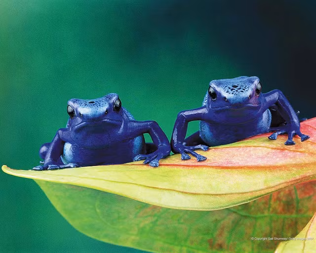 Dong vat ne doc to cua chinh minh nhu the nao?-Hinh-3