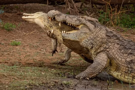 On lanh khoanh khac ca sau an thit dong loai o Nam Phi-Hinh-4