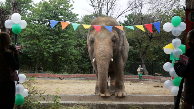 Chú voi “cô độc nhất thế giới” giờ ra sao? - Hình 8 Chu voi “co doc nhat the gioi” gio ra sao?-Hinh-8