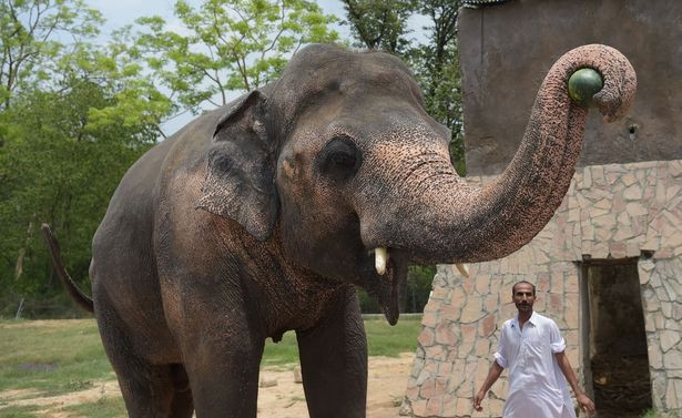 Chú voi “cô độc nhất thế giới” giờ ra sao? - Hình 5 Chu voi “co doc nhat the gioi” gio ra sao?-Hinh-5