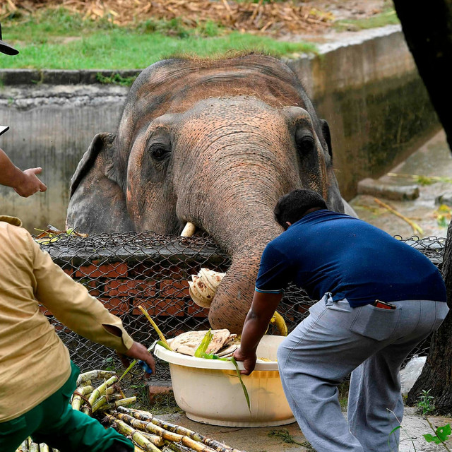 Chú voi “cô độc nhất thế giới” giờ ra sao? - Hình 6 Chu voi “co doc nhat the gioi” gio ra sao?-Hinh-6