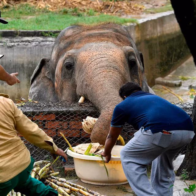 Chu voi “co doc nhat the gioi” gio ra sao?-Hinh-6