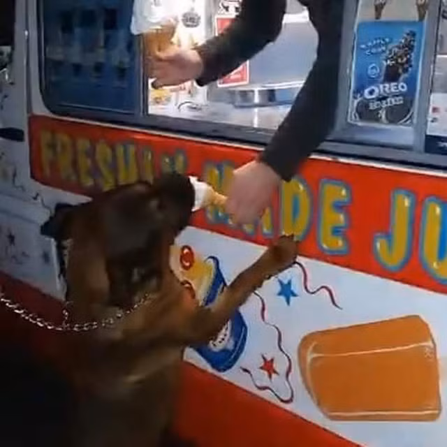 Bua an kem cuoi cung cua chu cho Marley khien nguoi xem rot nuoc mat-Hinh-3