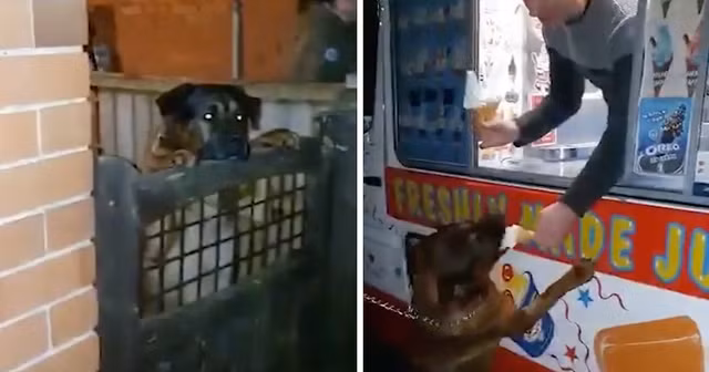 Bua an kem cuoi cung cua chu cho Marley khien nguoi xem rot nuoc mat