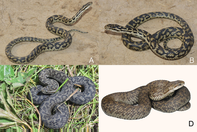 Biết gì về loài rắn độc mới phát hiện ở Trung Quốc? Biet gi ve loai ran doc moi phat hien o Trung Quoc?