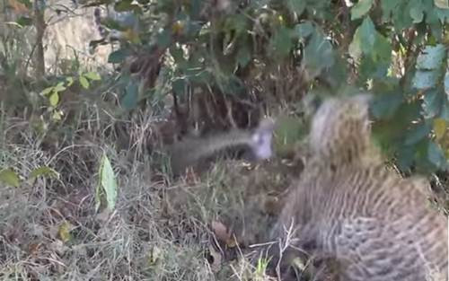 Hỗn chiến giữa mẹ con báo đốm và trăn khổng lồ hình ảnh Hon chien giua me con bao dom va tran khong lo hinh anh