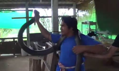 Video bắt rắn hổ mang chúa bằng tay không trong nhà bếp Video bat ran ho mang chua bang tay khong trong nha bep