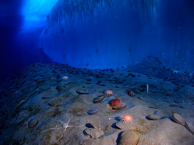 Kham pha su song bi an duoi day bien sau-Hinh-9