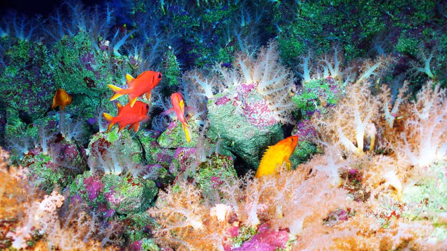 Kham pha su song bi an duoi day bien sau-Hinh-7