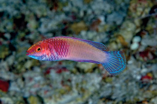 Phat hien loai ca bay sac cau vong moi dep lung linh-Hinh-5