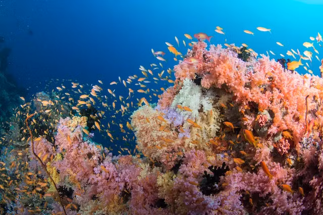 Phat hien loai ca bay sac cau vong moi dep lung linh-Hinh-2