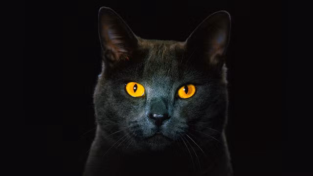 Meo co the nhin thay trong bong toi?-Hinh-3